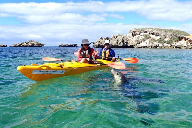 Penguin and Seal Islands Sea Kayaking Experience - Key Points