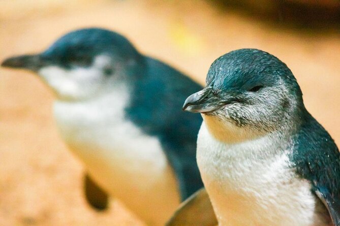 Phillip Island Penguin Parade, Brighton Bathing Boxes and Wildlife Park Tour - Key Points