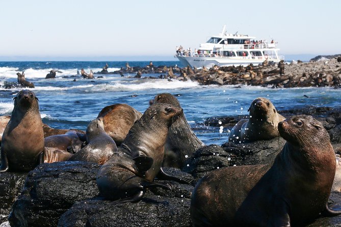 Phillip Island Seal-Watching Cruise - Key Points
