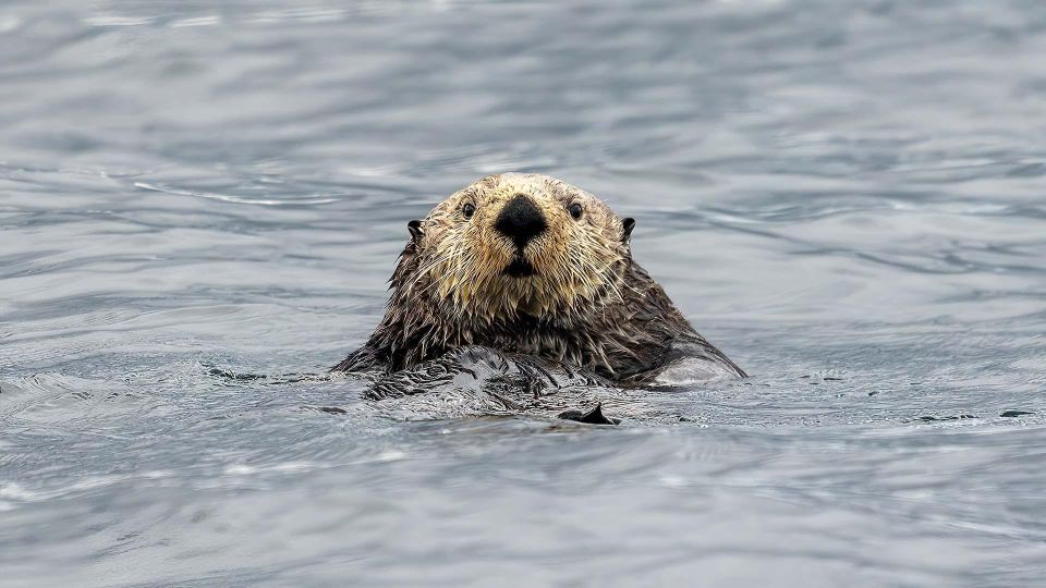 Port Hardy: Sea Otter and Whale Watching - Key Points