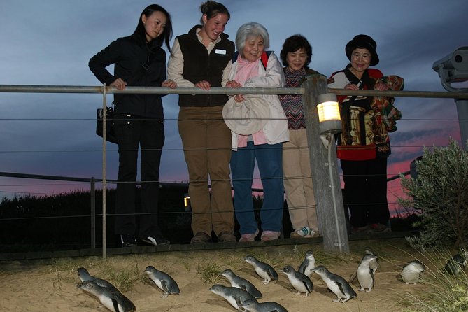 Premium Phillip Island Penguin Parade Tour With Koala Conservation Reserve