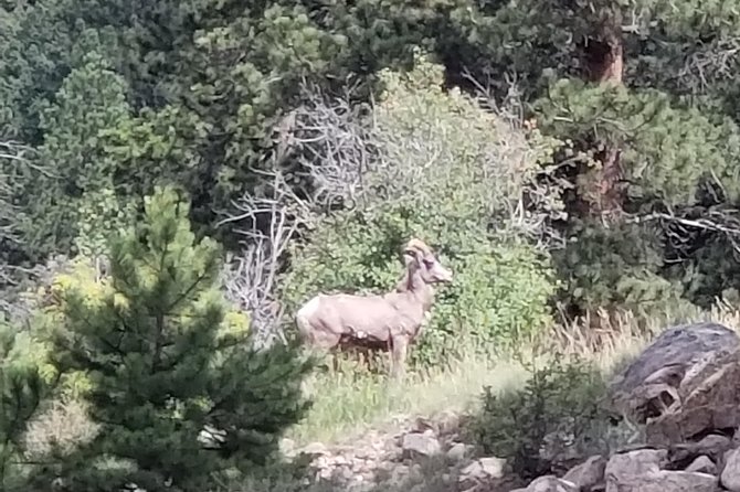Private and Personalized Three Hour Morning Tour of Rocky Mountain National Park - Key Points