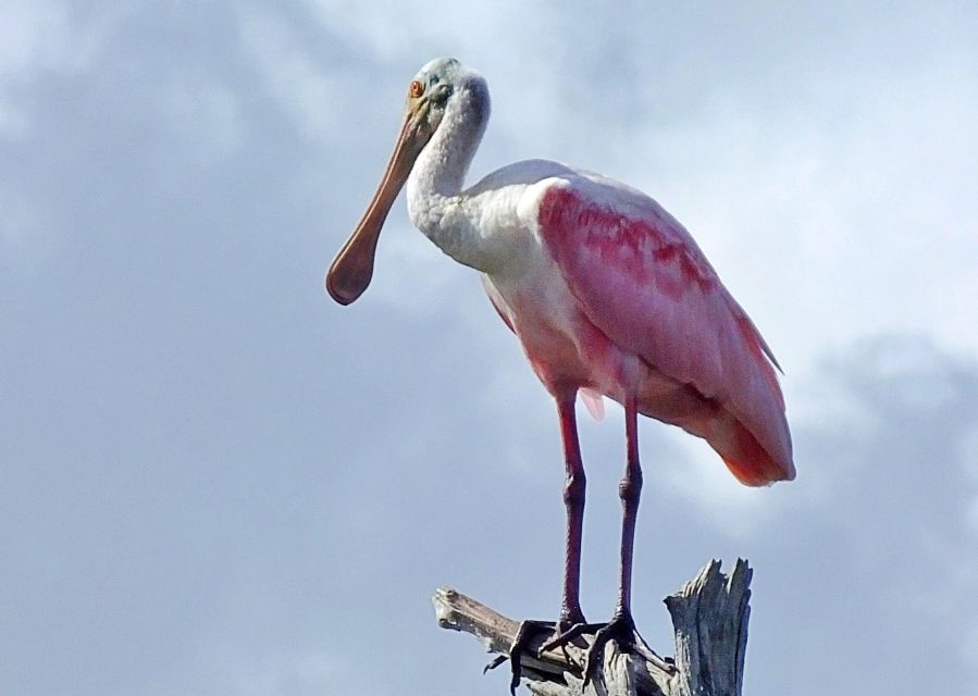 Private Dolphin Tours in the Amazing Savannah Marsh - Key Points