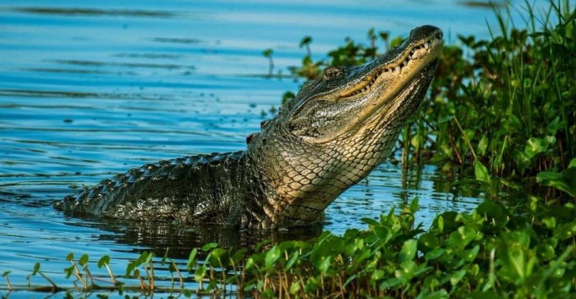 Private Everglades Tour:Explore the Beauty of the Everglades - Key Points