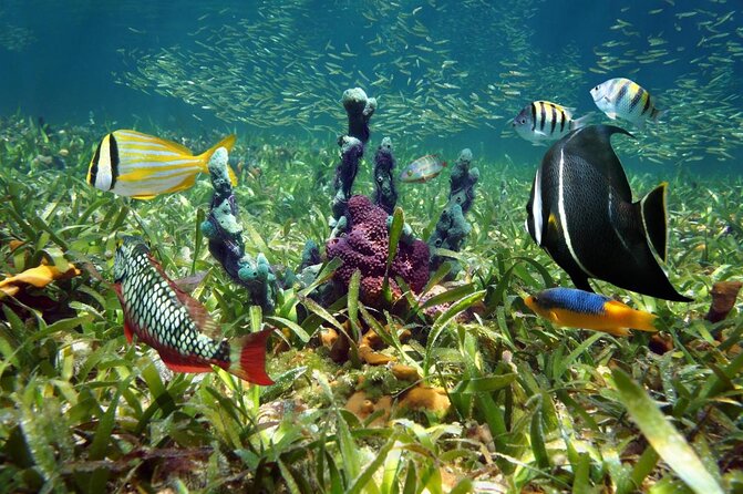 Private Looe Key Snorkel From Big Pine Key - Key Points