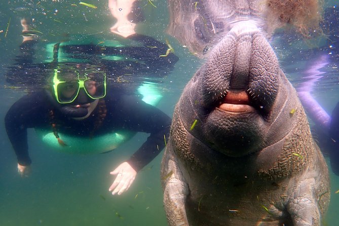 Private OG Manatee Snorkel Tour With Guide for up to 10 People - Key Points