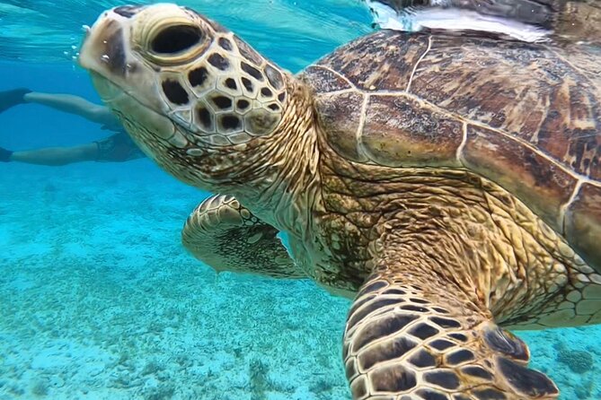 Private Swimming and Snorkeling Tour With Sea Turtles in Amami - Key Points