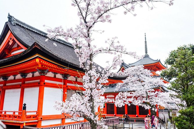 Private & Unique Kyoto Cherry Blossom "Sakura" Experience - Key Points