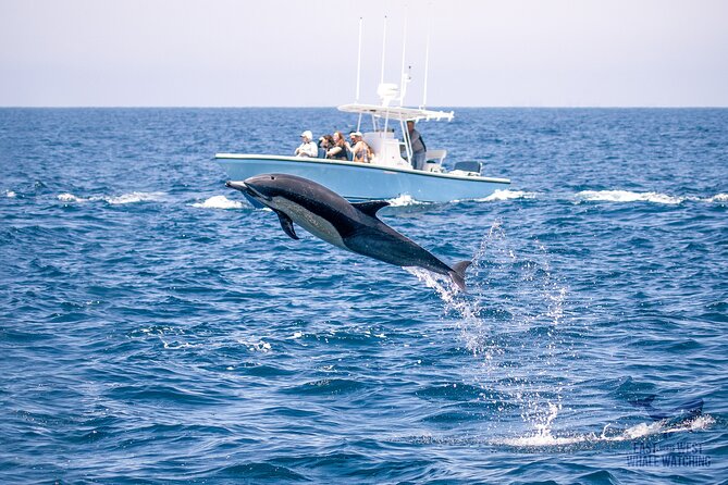 Private VIP Whale & Dolphin Watching Tour With Capt. Nick in Newport Beach - Tour Overview