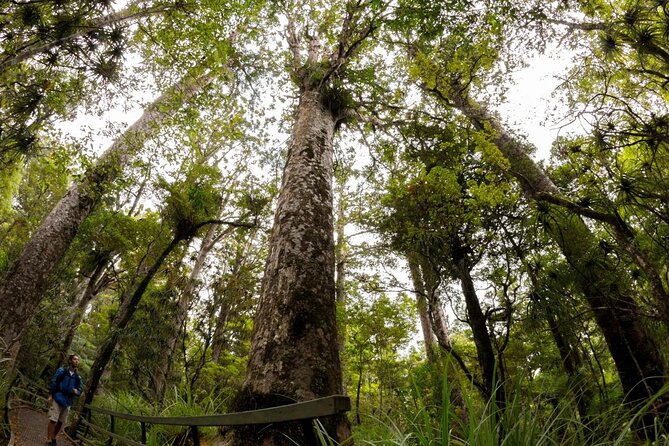 Puketi Rainforest Guided Walks .This Is Not a Shore Excursion Product . - Key Points