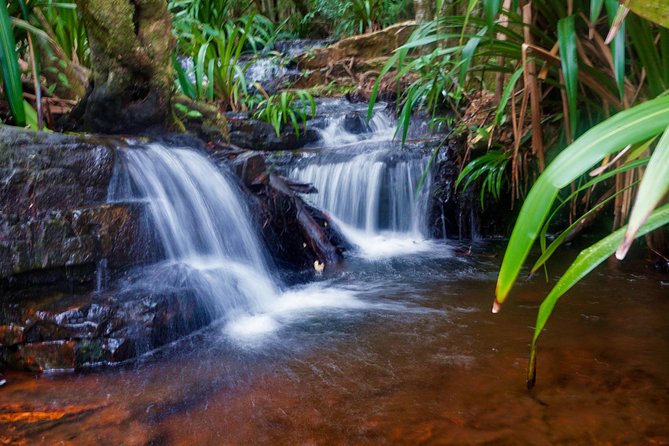 Rainforest Night Walk in Surfers Paradise - Key Points