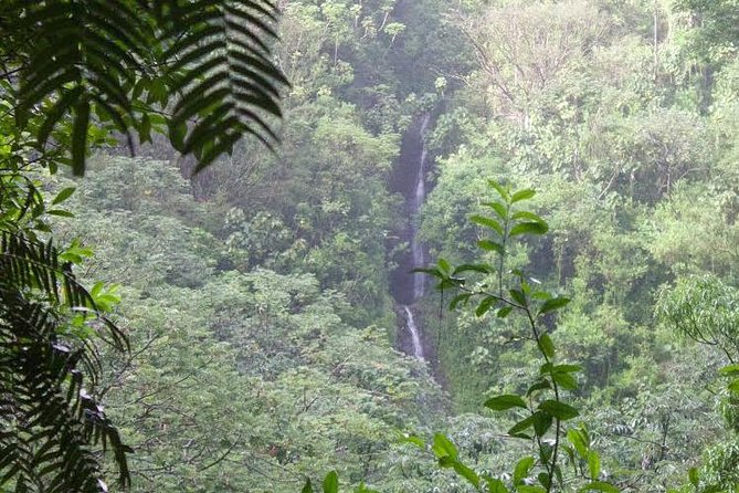 Rainforest Waterfall Trail and Shuttle Service - Key Points