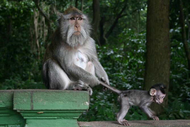 Sacred Monkey Forest Sanctuary - Rice Terrace - Waterfall -Temple - Tour Highlights