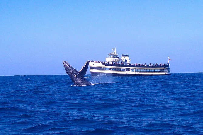 San Diego Whale Watching Cruise - Key Points