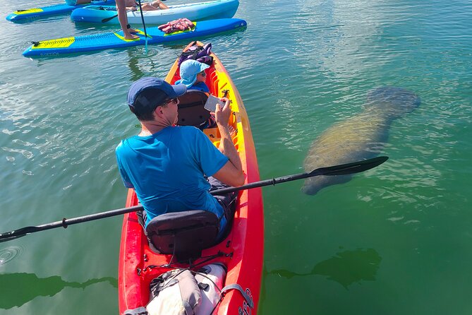 Sarasota: Lido Mangrove Tunnels Kayaking Tour - Key Points