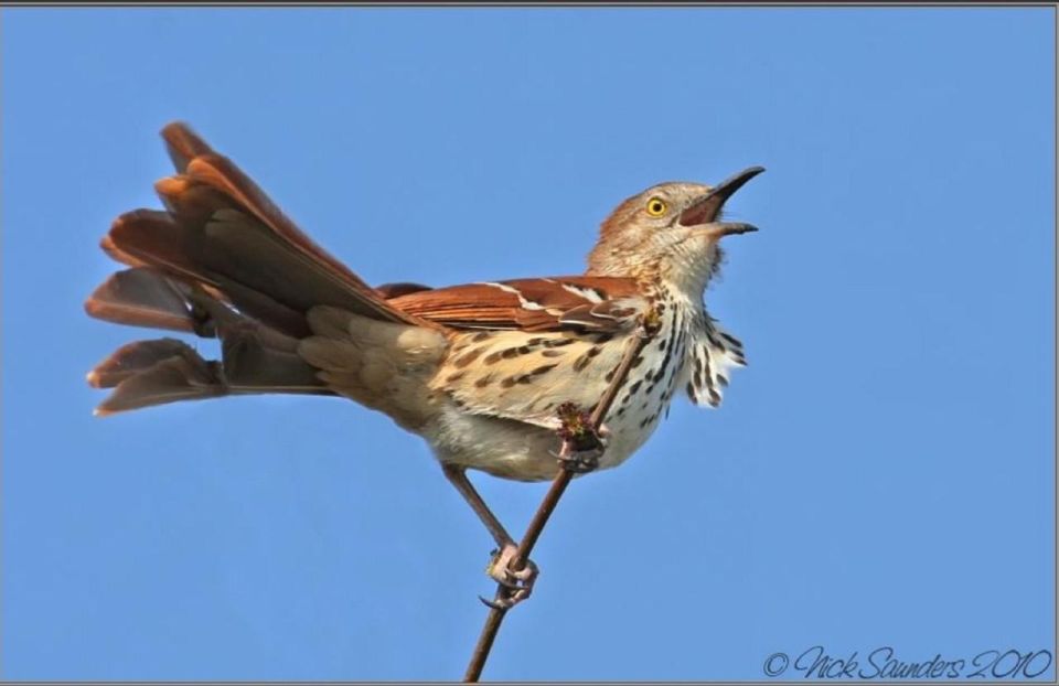 Saskatoon: Donna Birkmaier Park Birding and Walking Tour - Key Points