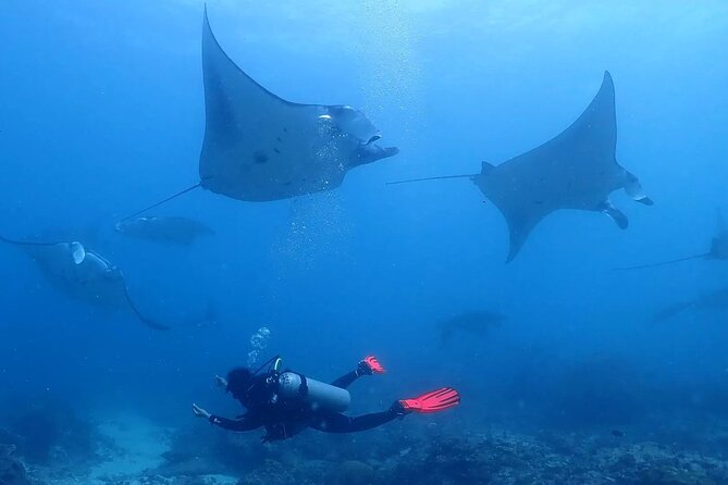 Scuba Diving In Nusa Penida