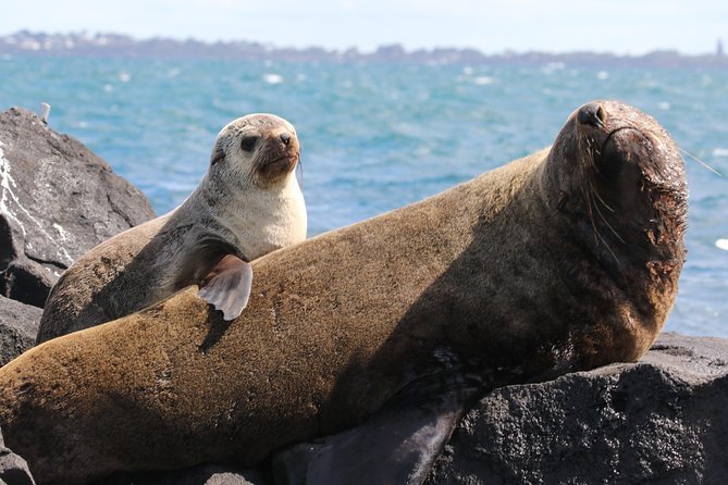 Seal and Dolphin Watching Eco Boat Cruise Mornington Peninsula - Key Points