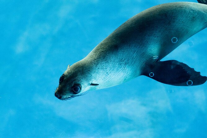 Seal Experience at Melbourne Zoo - Excl. Entry - Key Points