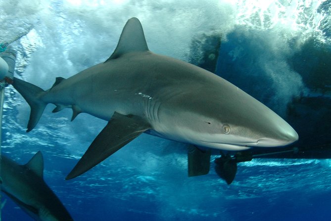 Shark Cage Diving In Oahu - Key Points