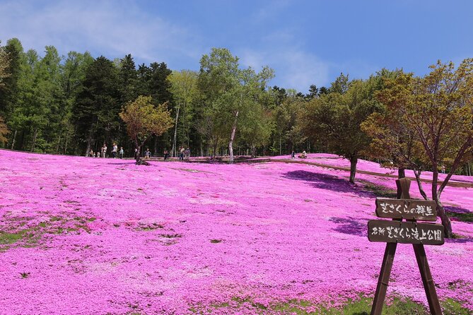 [Shibazakura / Tulip] Going by Private Car, Shibazakura Takinoue Park and Kamiyubetsu Tulip Park (Fr - Key Points