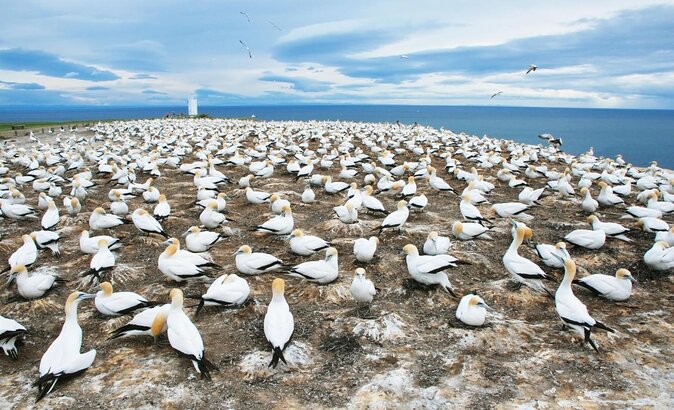 Shore Excursion: 4-Hour Discover Hawkes Bay and Napier Tour - Key Points