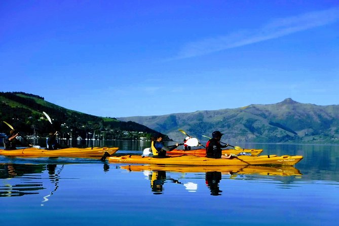 Shore Excursion Guided Sea Kayaking Through Akaroa Marine Reserve - Key Points