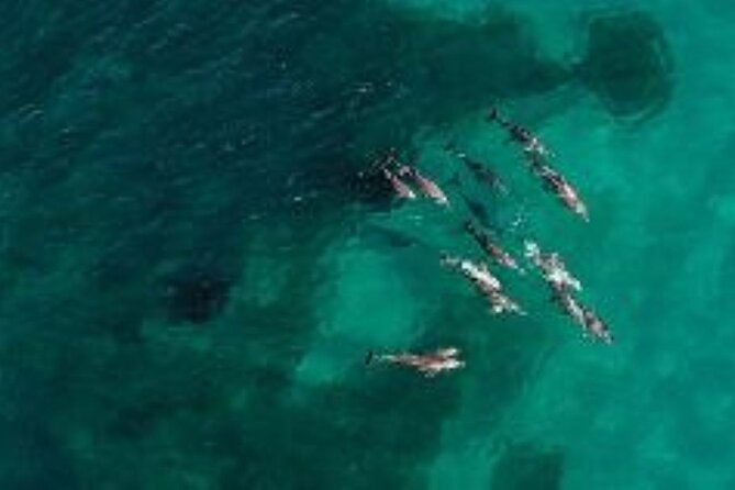 Short Shoalwater Snorkeling Experience  - Perth - Key Points