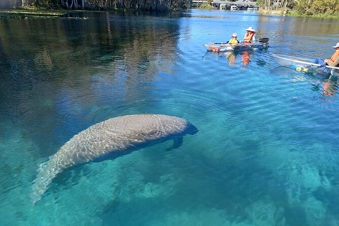 Silver Springs Clear Kayak Or Paddle Board Wildlife Tour  - Orlando - Key Points