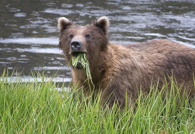 Sitka Tour: Raptor Center, Fortress of the Bears, Totems - Key Points