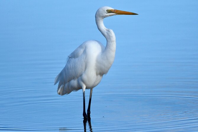 Small-Group Birdwatching Tour, Sydney's Northern Beaches  - New South Wales - Key Points