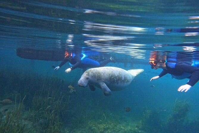 Small Group Manatee Swim Tour With In Water Guide - Key Points