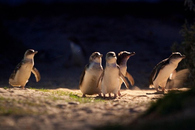 Small-Group Phillip Island Penguin Parade Day Tour From Melbourne - Key Points