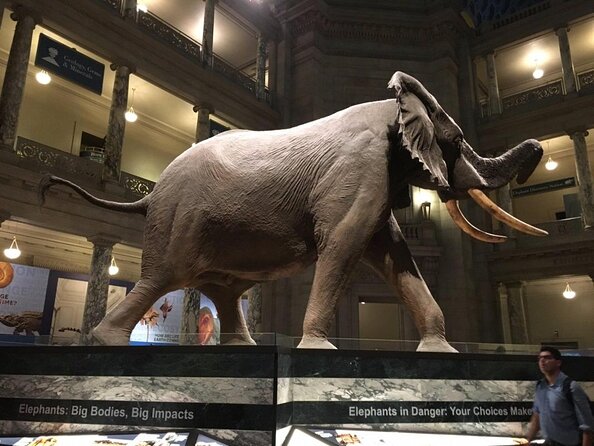 Smithsonian Museum of Natural History - Exclusive Guided Tour - Key Points