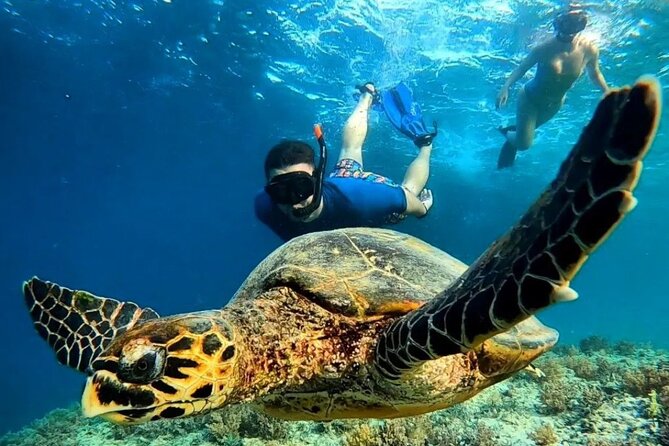 Snorkeling Gili Islands Coral, Turtles & Underwater Statues - Key Points