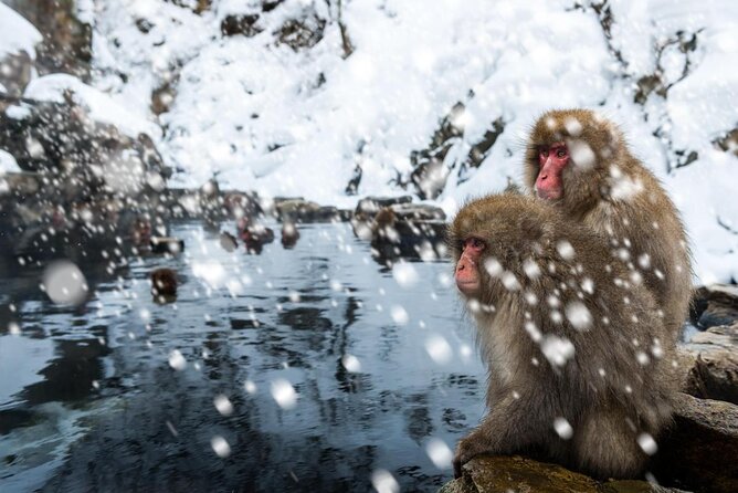 Snow Monkey in "Jigokudani Yaen-koen" & Obuse Town - Key Points