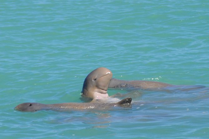 Snubfin Dolphin Eco Cruise From Broome - Key Points