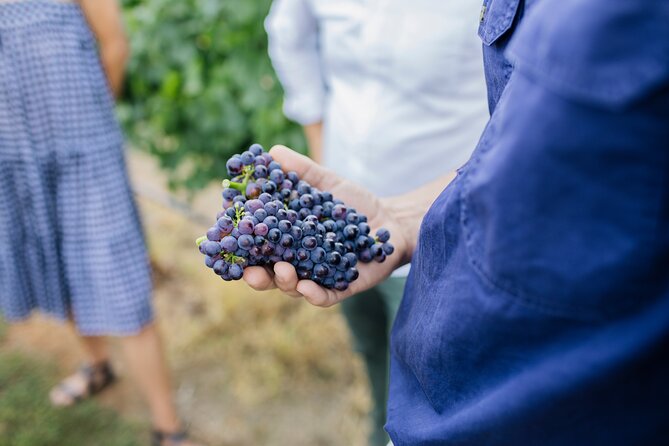 Sparkling Masterclass With Vineyard Tour and 5 Course Lunch - Key Points