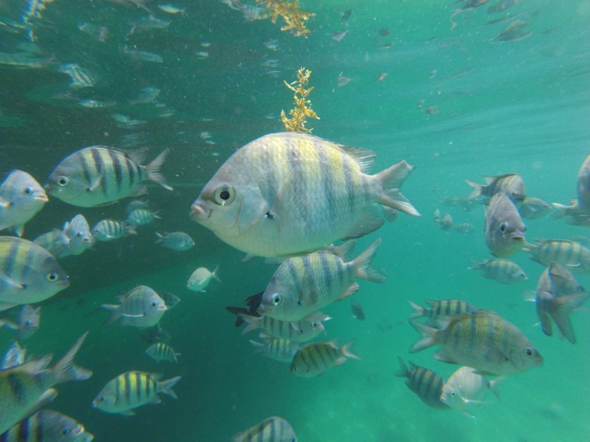 Speedboat Tour to the Paradise Islands of Angra Dos Reis - Key Points