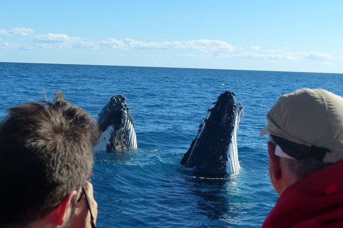 Spirit of Hervey Bay Whale Watching Cruise - Key Points
