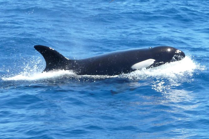 Spot Killer Whales in the Wild: Albany to Bremer Bay Day Tour - Key Points