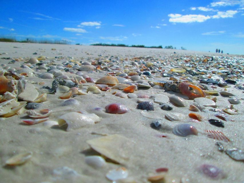 St. Petersburg, Florida: Private 4-Hour Beach Tour - Key Points