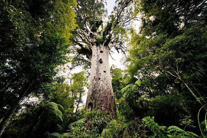 Story of New Zealands Oldest Living Resident the Kauri Tree - Key Points