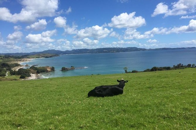 Stunning Auckland East Coast Walk & Wine Private Tour - Key Points