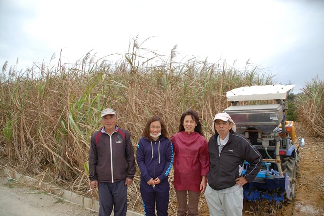 Sugarcane Cutting Experience With Okinawas Grandfather - Key Points