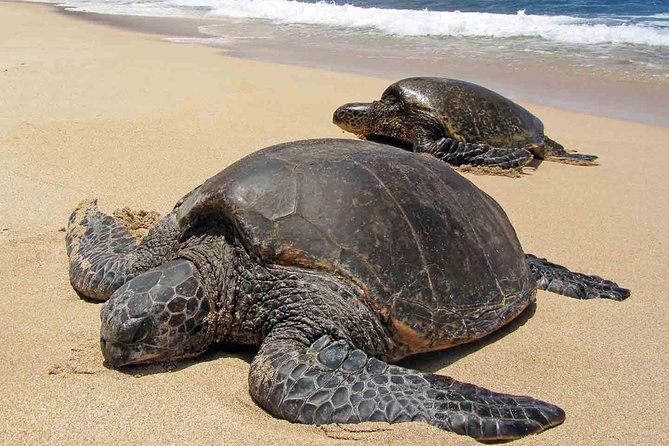 Sukamade Turtle Land Beach (2D1N) - Key Points