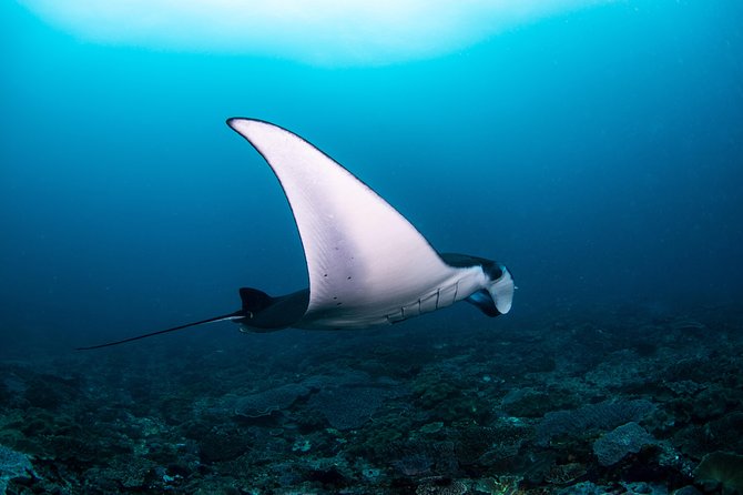 Sun Fish/ Mola Mola Nusa Penida Scuba Diving Trip - Key Points