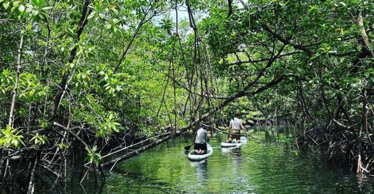 SUP at Mangroves Forest
