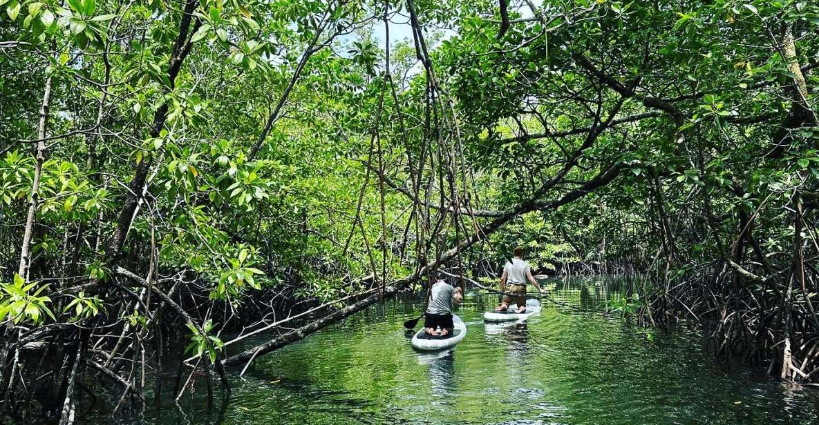 SUP at Mangroves Forest - Key Points
