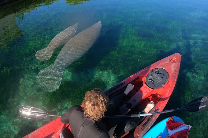 Swim With Manatees In Crystal River, Florida - Passive Observation Techniques